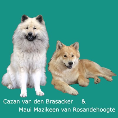 Maui Mazikeen van Rosandehoogte en Cazan van den Brasacker