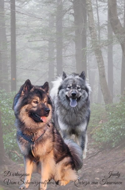 Jaidy Qareza van Trawanen en reservereu D'Artagnan vom Schwarzwaldwolf