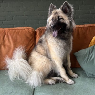 Herplaatsingsoproep van 30 oktober 2025 voor Eurasier teefje