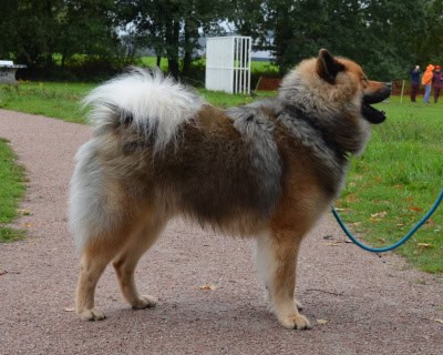 EVN dekreu Niko vom Malefinkbachtal