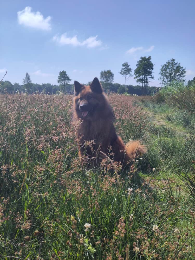 EVN wandeling 8 november 2026 in Vries